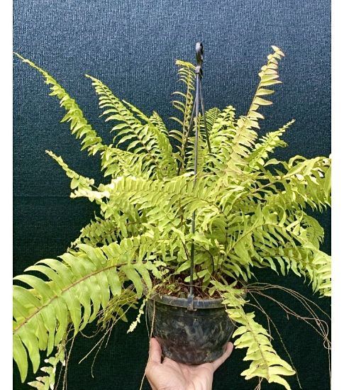 Picture of Golden fern