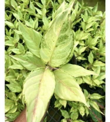 Picture of Aglonema - Frozen - With Pot