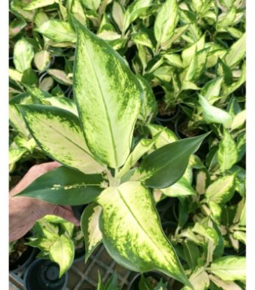 Picture of Aglonema - Cochin Escada - With Pot