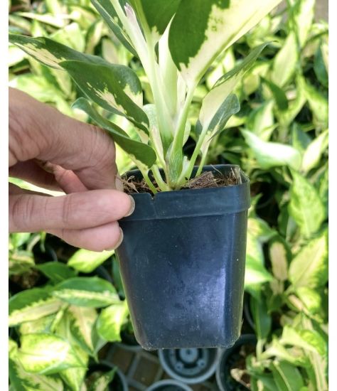 Picture of Aglonema - Cochin Escada - With Pot