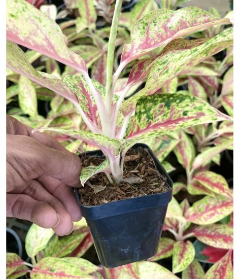 Picture of Aglonema - Happiness - With Pot - copy