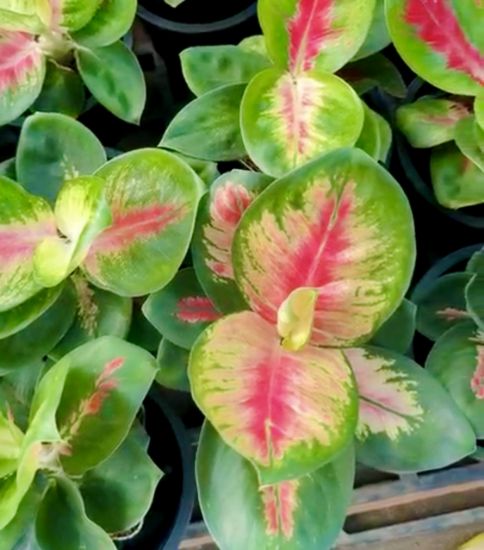 Picture of Aglonema - Tricolor Cabbage - With Pot -
