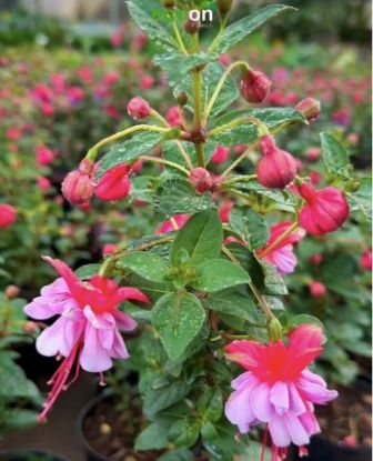 Picture of Fuchsia - Dancing Lady - Red, lavender- with pot - copy