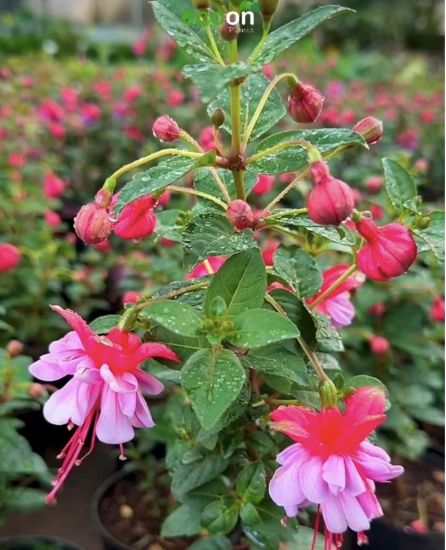 Picture of Fuchsia - Dancing Lady - Red, lavender- with pot - copy