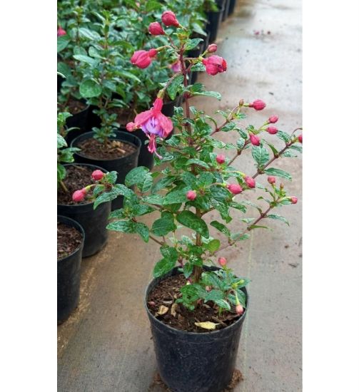 Picture of Fuchsia - Dancing Lady - Red, lavender- with pot - copy