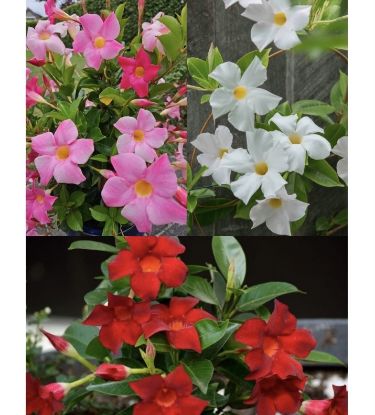Picture of Mandevilla - 3 Plants Combo - Red, white, Pink