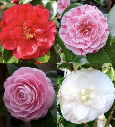 Picture of Camellia Plant - Combo Offer - 4 Colour - Red, White, Pink, Pink Red