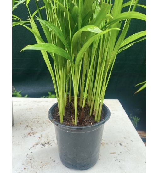 Picture of Areca Palm