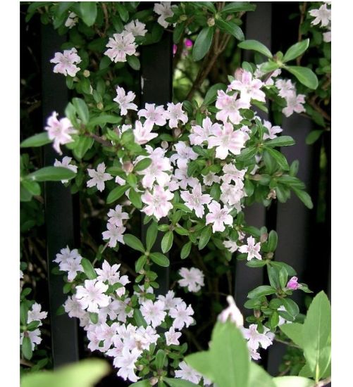 Picture of Snow Rose - pink