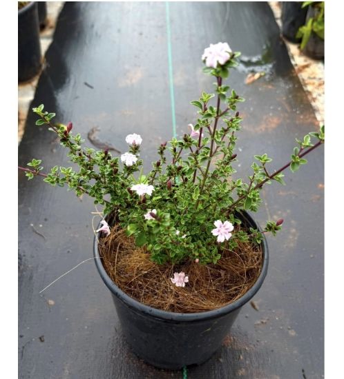Picture of Snow Rose - pink
