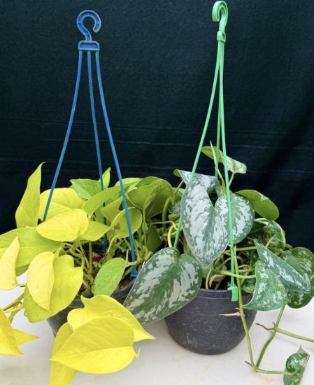 Picture of Money Plant- Combo- 2 Plants - Silver Splash Pothos, Neon Pothos