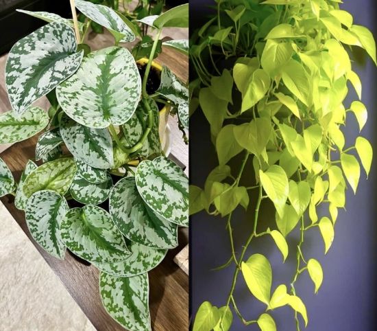 Picture of Money Plant- Combo- 2 Plants - Silver Splash Pothos, Neon Pothos
