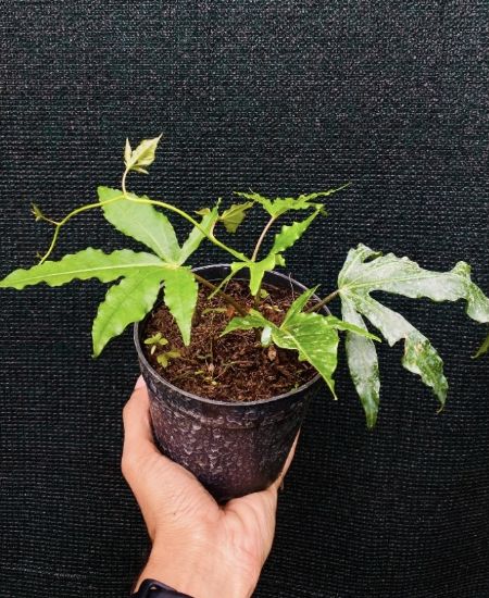 Picture of Ipomoea horsfalliae