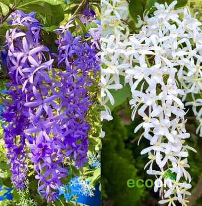Picture of Petria - 2 Color combo- White, Violet - small size