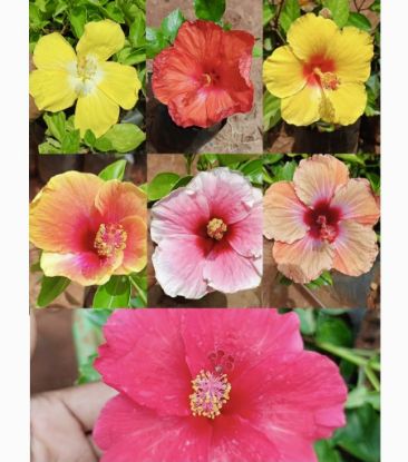 Picture of Chembarathi combo - Hibiscus - Hybrid - 7 colors