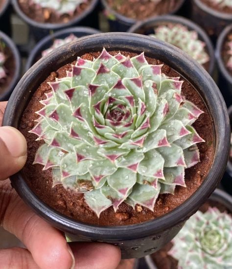 Picture of Sempervivum Houseleek - Succulent - Laskhmi kammal cactus