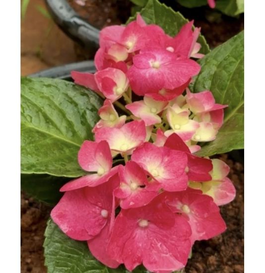 Picture of Hydrangea