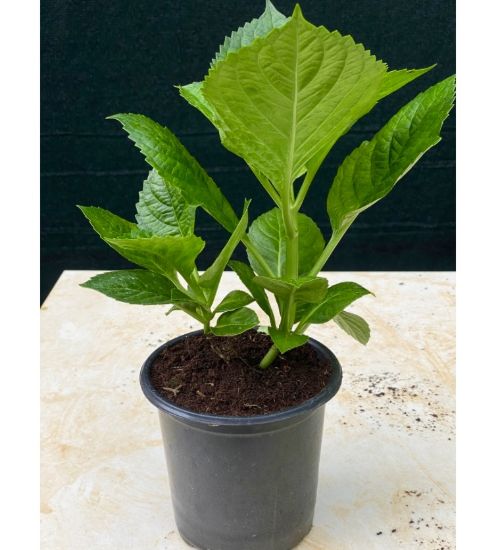 Picture of Hydrangea