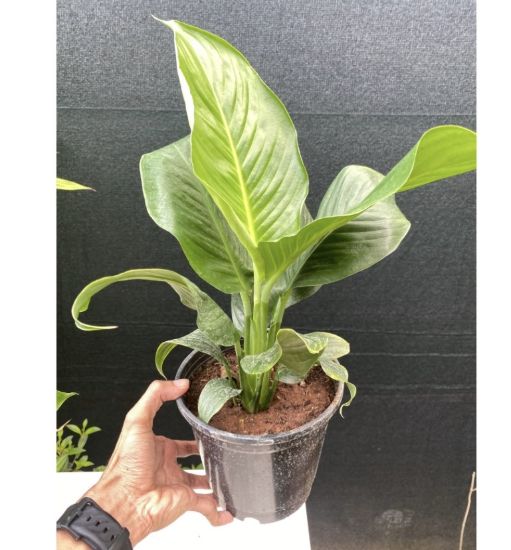 Picture of Spathiphyllum , Indoor Peace lilly ,