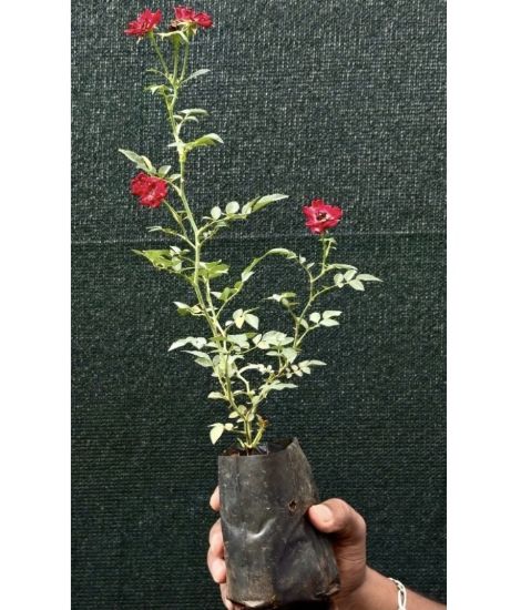 Picture of Climbing rose - Red