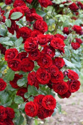 Picture of Climbing rose - Red