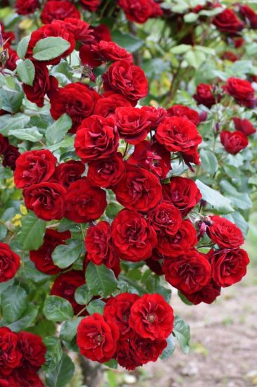 Picture of Climbing rose - Red