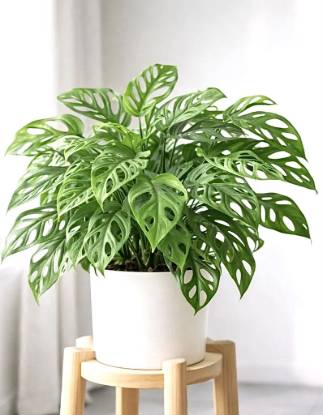 Picture of Monstera - Adansoni - Swiss cheese