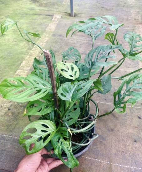 Picture of Monstera - Adansoni - Swiss cheese