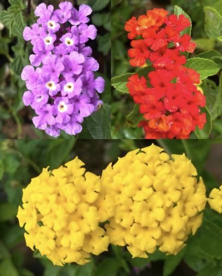 Picture of Lantana - Combo Offer - 3 Color