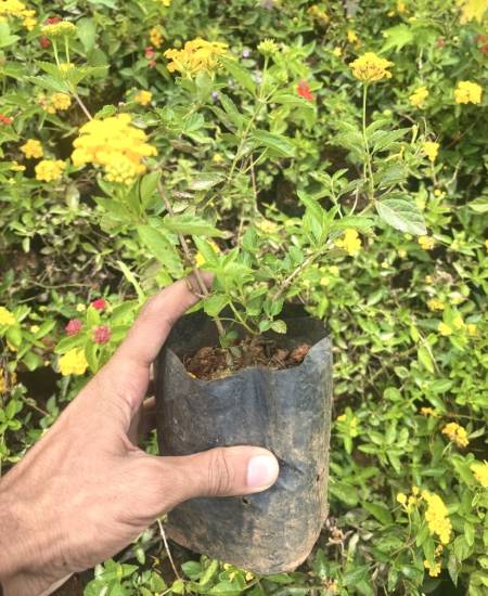 Picture of Lantana - Combo Offer - 3 Color