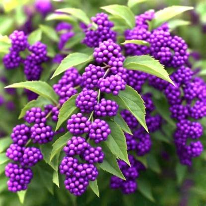 Picture of Beautyberry