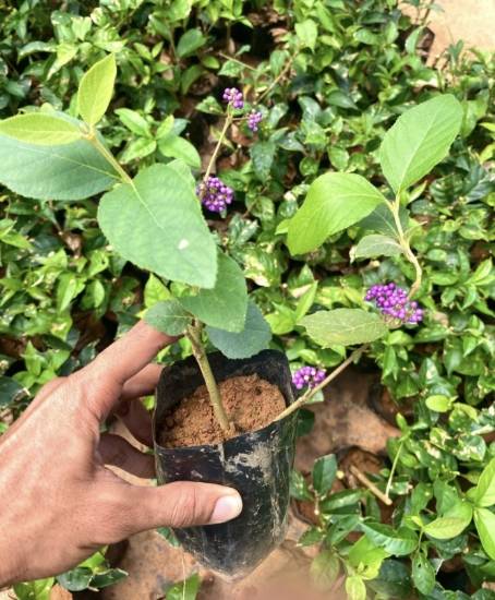 Picture of Beautyberry