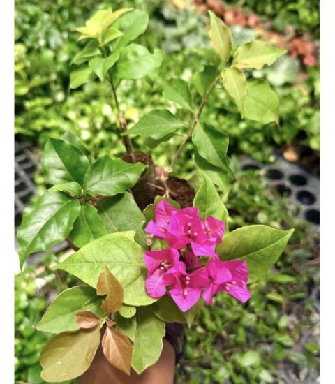 Picture of Bougainvillea - Combo Offer - 5 Color