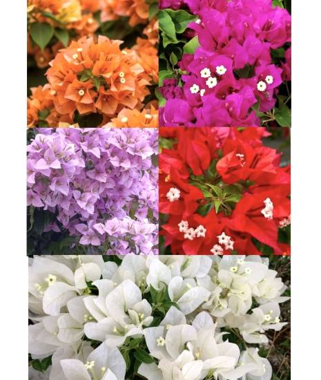 Picture of Bougainvillea - Combo Offer - 5 Color