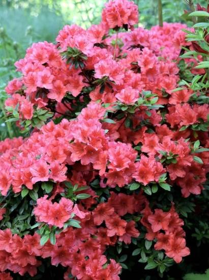 Picture of Azalea - Orange