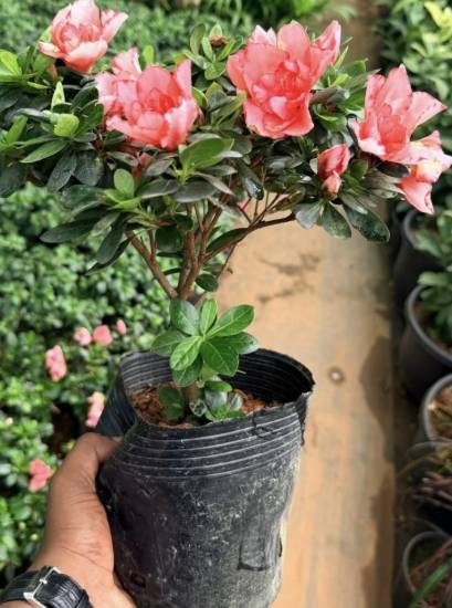 Picture of Azalea - Orange