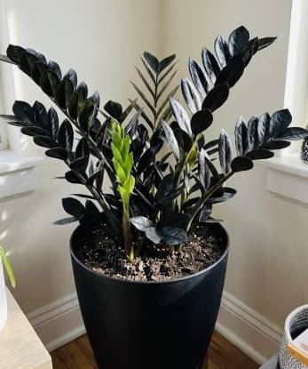 Picture of Zz plant - Jet Black