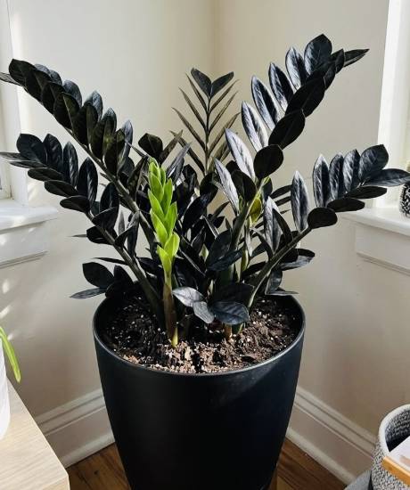 Picture of Zz plant - Jet Black
