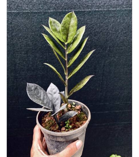 Picture of Zz plant - Jet Black