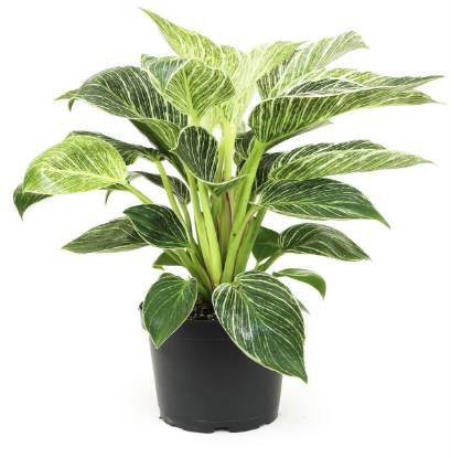 Picture of Philodendron - Birkin