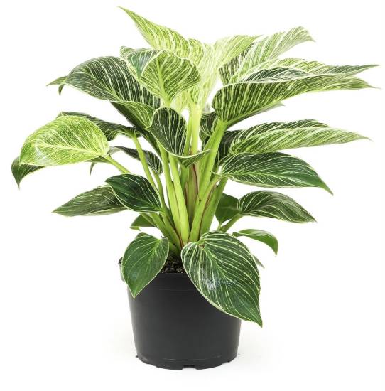 Picture of Philodendron - Birkin