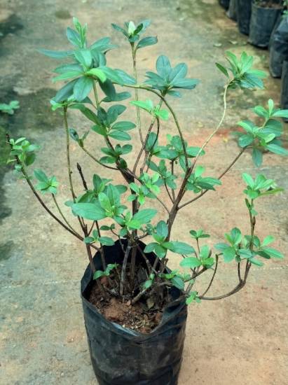 Picture of Azalea - White