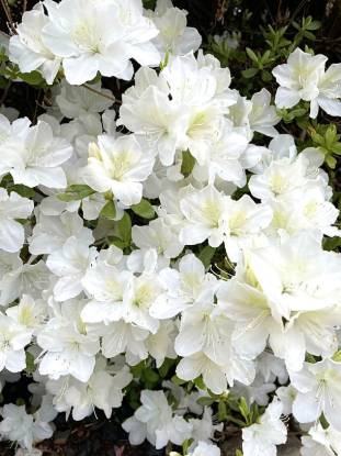 Picture of Azalea - White