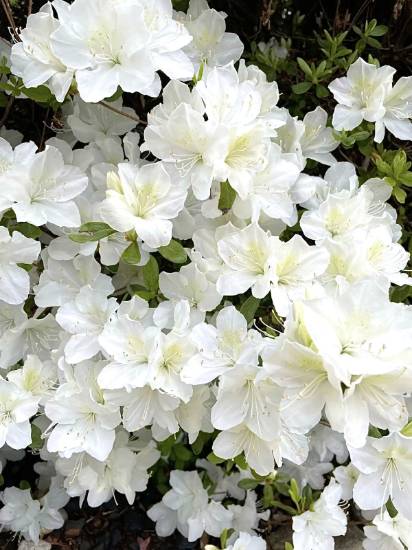 Picture of Azalea - White