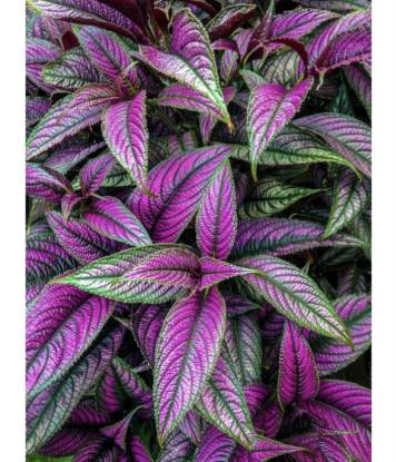 Picture of Persian Shield