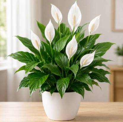 Picture of Spathiphyllum , Peace lilly -hybrid -
