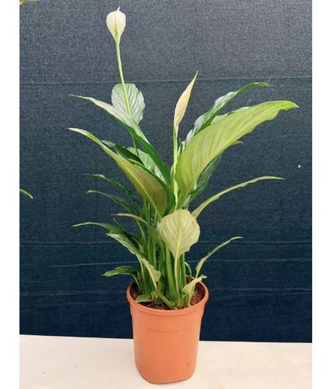 Picture of Spathiphyllum , Peace lilly -hybrid -