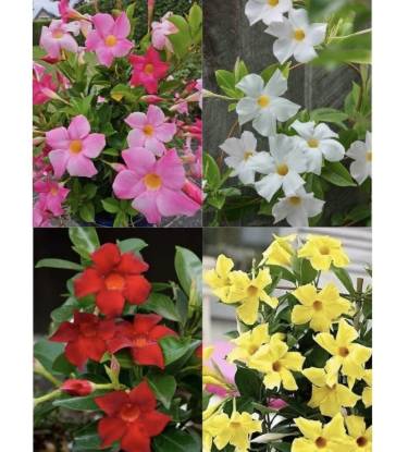 Picture of Mandevilla - 4 Plants Combo - Red, white, Pink, yellow