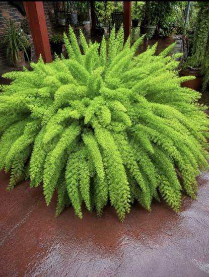 Picture of Foxtail Fern - Mayuri