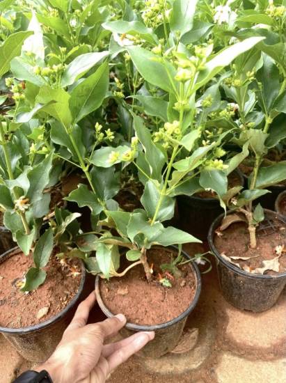Picture of Pavizha malli - Big Plant
